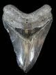 Bargain, Megalodon Tooth - South Carolina #38738-2